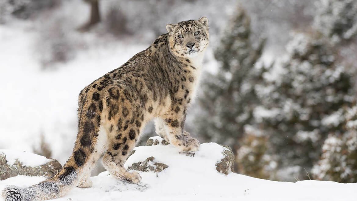 Winter wildlife tours