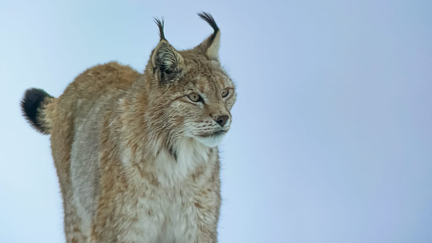 Winter wildlife tours
