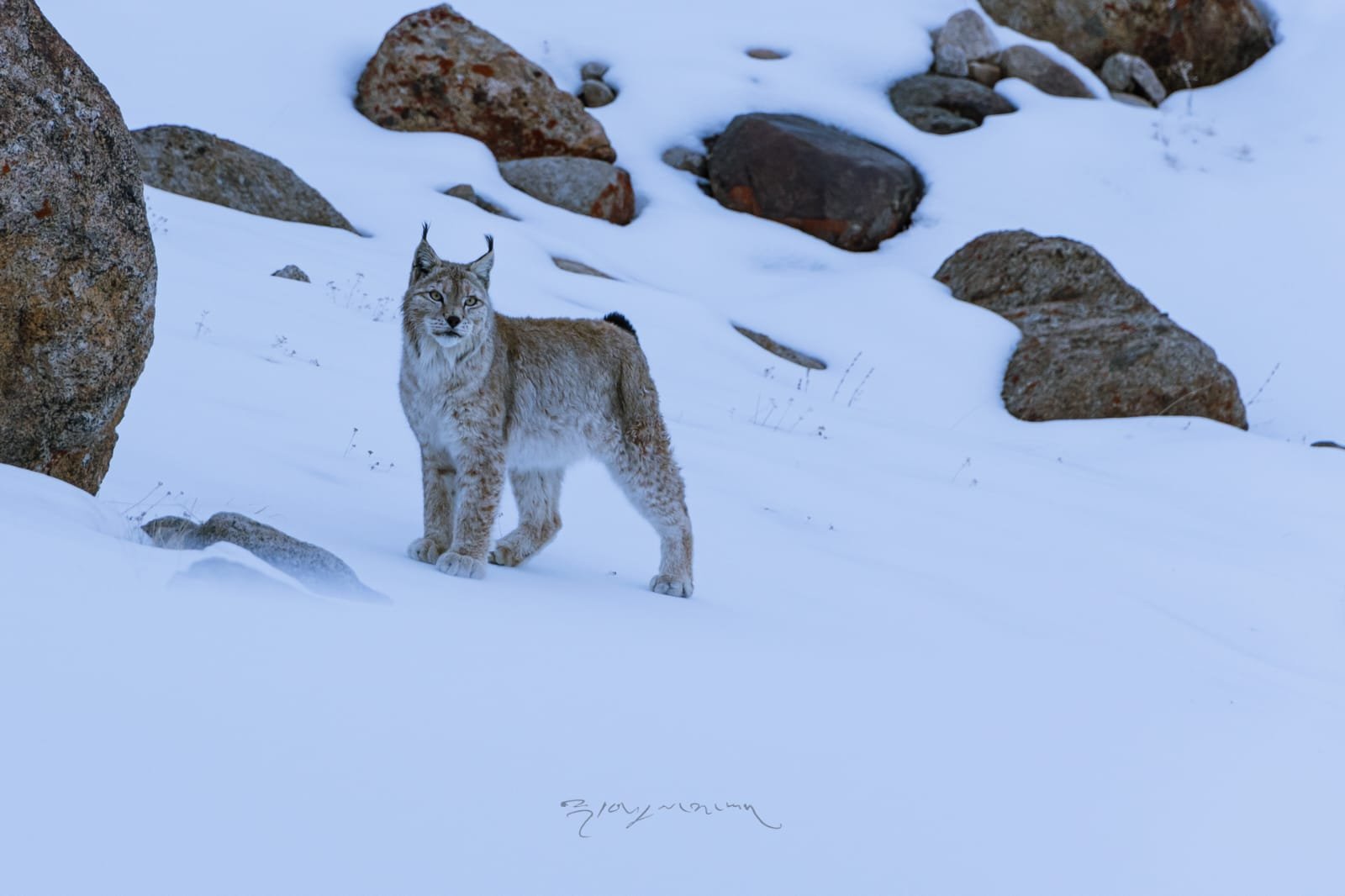 Winter wildlife tours